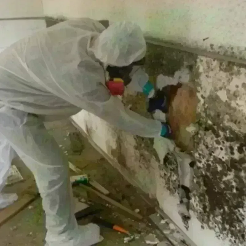 Mold Remediation and Removal in Salome, AZ